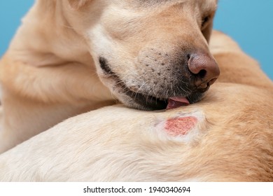 
Atopic Dermatitis In A Labrador Dog. A Wound On The Skin Of A Dog.