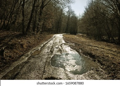 Atristic photo of a winding bare forest way with puddles in Backlight. HDR image with black gold filter