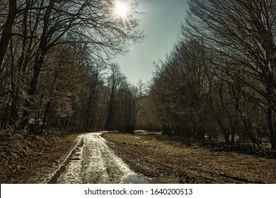 Atristic photo of a winter bare forest way with puddles in Backlight with sunbeam, HDR image with black gold filter