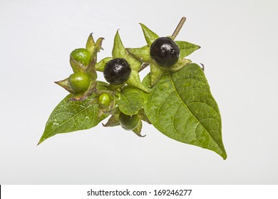 Atropa Belladonna ,