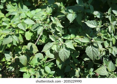 Atropa belladonna, commonly known as belladonna or deadly nightshade. A poisonous perennial herbaceous plant in nightshade family. Night Shade Plant. 