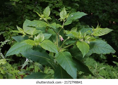 Atropa bella-donna, Deadly nightshade, Solanaceae. Wild plant shot in summer.