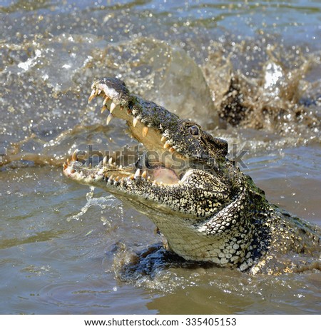 Attack crocodile. Cuban Crocodile (crocodylus rhombifer). The Cuban crocodile jumps out of the water. Cuba