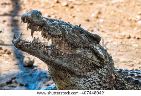Attack crocodile. Cuban Crocodile (crocodylus rhombifer).  Cuba