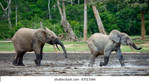 Attack Of An Elephant. The African Forest Elephant (Loxodonta Cyclotis) Is A Forest Dwelling Elephant Of The Congo Basin.