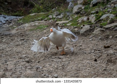 
Attack Of A Goose