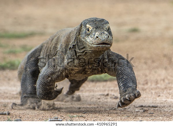 砂上を走るコモドドラゴンの攻撃 世界最大の生きたトカゲで インドネシア リンカ島です の写真素材 今すぐ編集