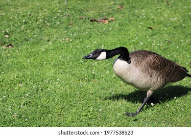 Attack Mode: Goose On The Attack