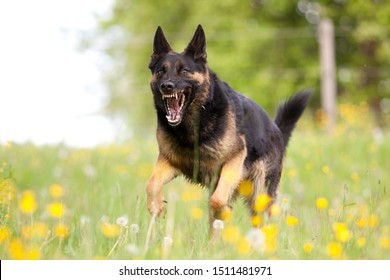 Attacking dog. Aggressive german shepard dor run close with opened mouth and show teeth frontal