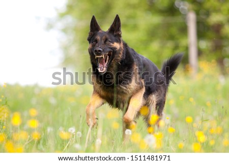 Attacking dog. Aggressive german shepard dog run close with opened mouth and show teeth frontal
