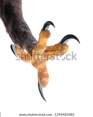 Attacking Talon of an Eagle isolated on white. 