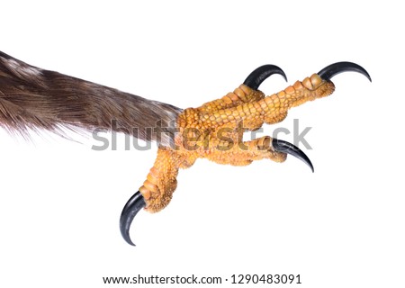 Attacking Talon of an Eagle isolated on white. 
