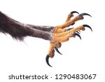 Attacking Talons
 of an Eagle isolated on white. 