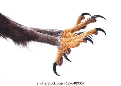 Attacking Talons
 of an Eagle isolated on white. 