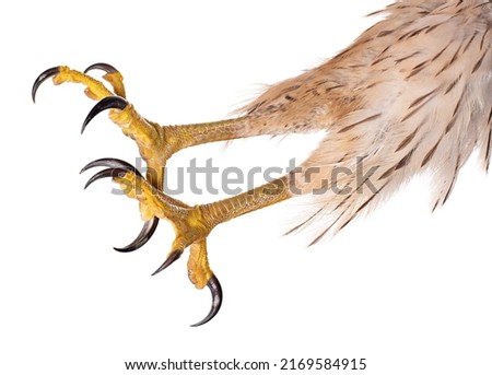 Attacking Talons of an Hawk isolated on white