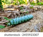 Attacus atlas larvae or elephant butterfly larvae are in garden