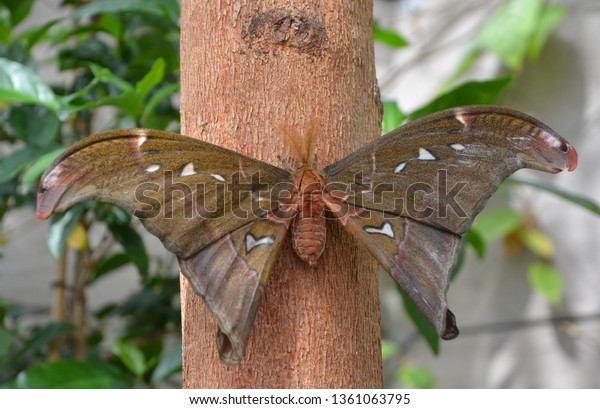 Attacus Atlas Atlas Moth Cobra Moth Stock Photo Edit Now 1361063795