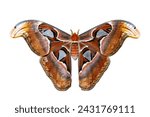 Attacus atlas moth isolated on white background for insect, bug and entomology concept