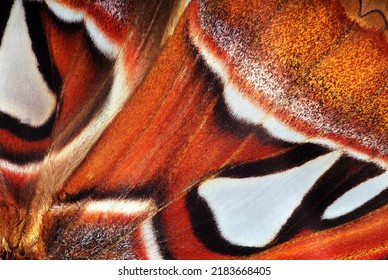 Attacus atlas. Atlas moth. Wings of colorful tropical Atlas butterfly close up. Butterfly wings texture background	 - Powered by Shutterstock