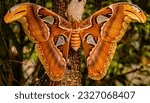 Attacus atlas, snakehead moth, one of the largest butterflies on earth