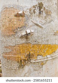 Attaractive and beautiful patterned walnut bark
