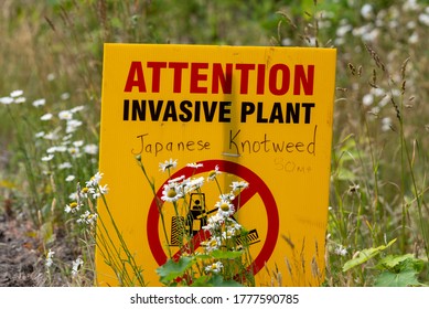 Attention sign for invasive plant Japanese knotweed in Canada