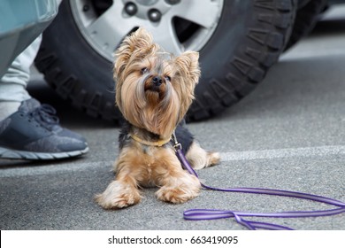 Attention small dogs on the road. Yorkshire terrier dog lies on the asphalt near the wheel of the car.