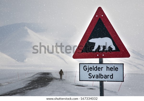 Attention,polar bear crossing! Arctic North Pole, Svalbard. In a background is male silhouette of a back side,unrecognizable 