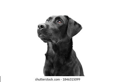 Attentive black labrador dog looking up, side view. Isolated on white background. Obedience concept. - Shutterstock ID 1846315099