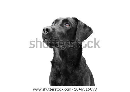 Attentive black labrador dog looking up, side view. Isolated on white background. Obedience concept.