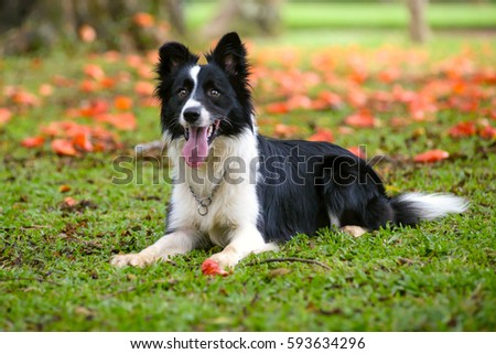 Attentive border collie dog lying down on the grass on a sunny d