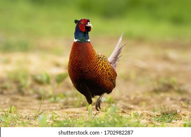 Attentive common pheasant, phasianus colchicus, with distinctive coloration. Solitary pheasant walking in the nature. Adult game bird with beautiful feathers in its natural habitat.