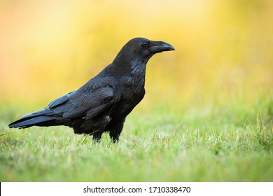 Attentive common raven, corvus corax, sitting on the ground in autumn nature at sunrise. Examining dark bird with black feathers in nature. Animal wildlife scenery from wilderness.