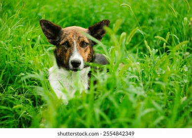 Attentive and Curious Dog in a Green Meadow: A Close-Up Portrait of a Mixed-Breed Dog with Alert Ears, Surrounded by Tall Grass, Highlighting the Beauty and Innocence of Nature in a Peaceful Outdoor	 - Powered by Shutterstock