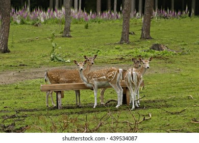 attentive deer