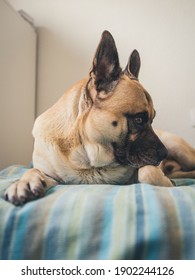 Attentive dog while lying in bed
