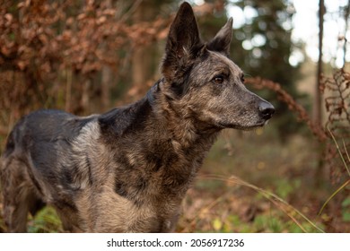 Attentive Guardian In His Natural Behavior 