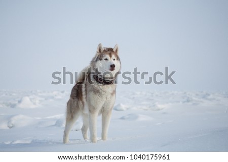 Attentive husky topdog is observing the endless frozen sea. Portrait of dog breed Siberian husky on the snow. Free and wise husky looks like a wolf
