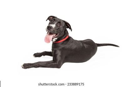 1,637 Dog on its back Images, Stock Photos & Vectors | Shutterstock