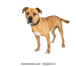 Attentive Large Mixed Breed Boxer And Pit Bull Dog Standing Over White