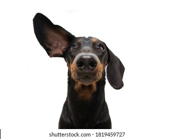 Attentive and listening  dachshund dog with one ear up. Isolated on white background.