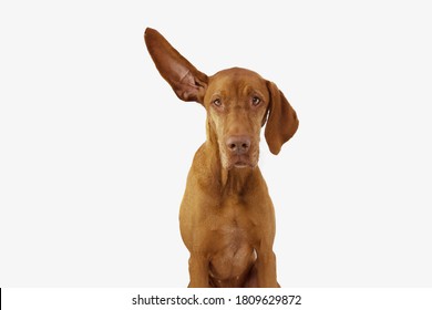 Attentive and listening pointer hound dog with one ear up. Isolated on white background.