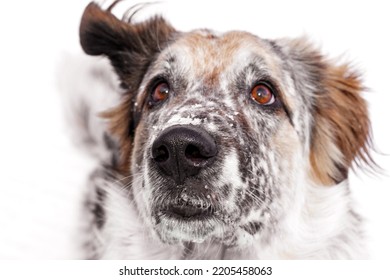 Attentive Looking Up Big Dog Face With Focus On Wet Nose