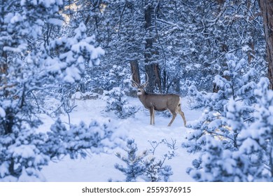 Attentive male mule deer in rut standing in the snow in the early morning dawn light surrounded in snow covered ponderosa pine trees in the Wet Mountains, Colorado, USA.  - Powered by Shutterstock