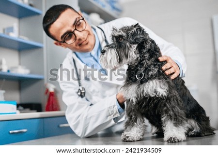 Attentive male veterinarian pettings black and white scotch terrier at vet clinic, examining the dog, medical check up, healthcare concept, domestic animals, well behaved dog