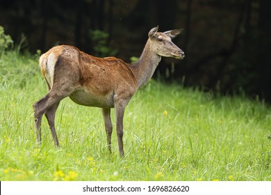 24,702 Female red deer Images, Stock Photos & Vectors | Shutterstock