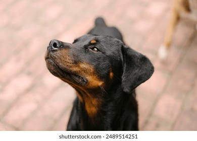 ATTENTIVE ROTTWEILER PUPPY DOG LOOKING UP CLOSE UP PORTRAIT BEAUTIFUL PET ANIMAL - Powered by Shutterstock