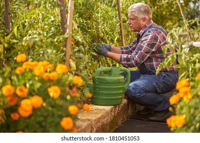 Attentive Senior Man Tending To Tomato Plants While Crouching In His Garden