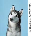 Attentive Siberian Husky portrayed in a serene studio, sky-blue background complements its grey and white fur. This dignified pose highlights the Husky