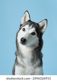 Attentive Siberian Husky portrayed in a serene studio, sky-blue background complements its grey and white fur. This dignified pose highlights the Husky's keen gaze and symmetrical facial markings